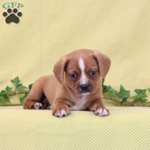 Billy, Boston Terrier Mix Puppy
